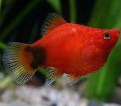 Platy Coral Micky mouse XL - Koidream Valburg, Vis, Zoetwatervis