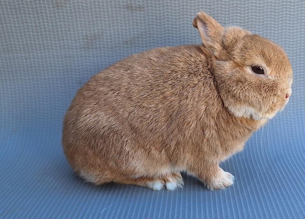 Uniek lutino kleurdwerg rammetje, Mannelijk, Dwerg, 0 tot 2 jaar